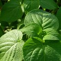 Salvia orthostachys feuille